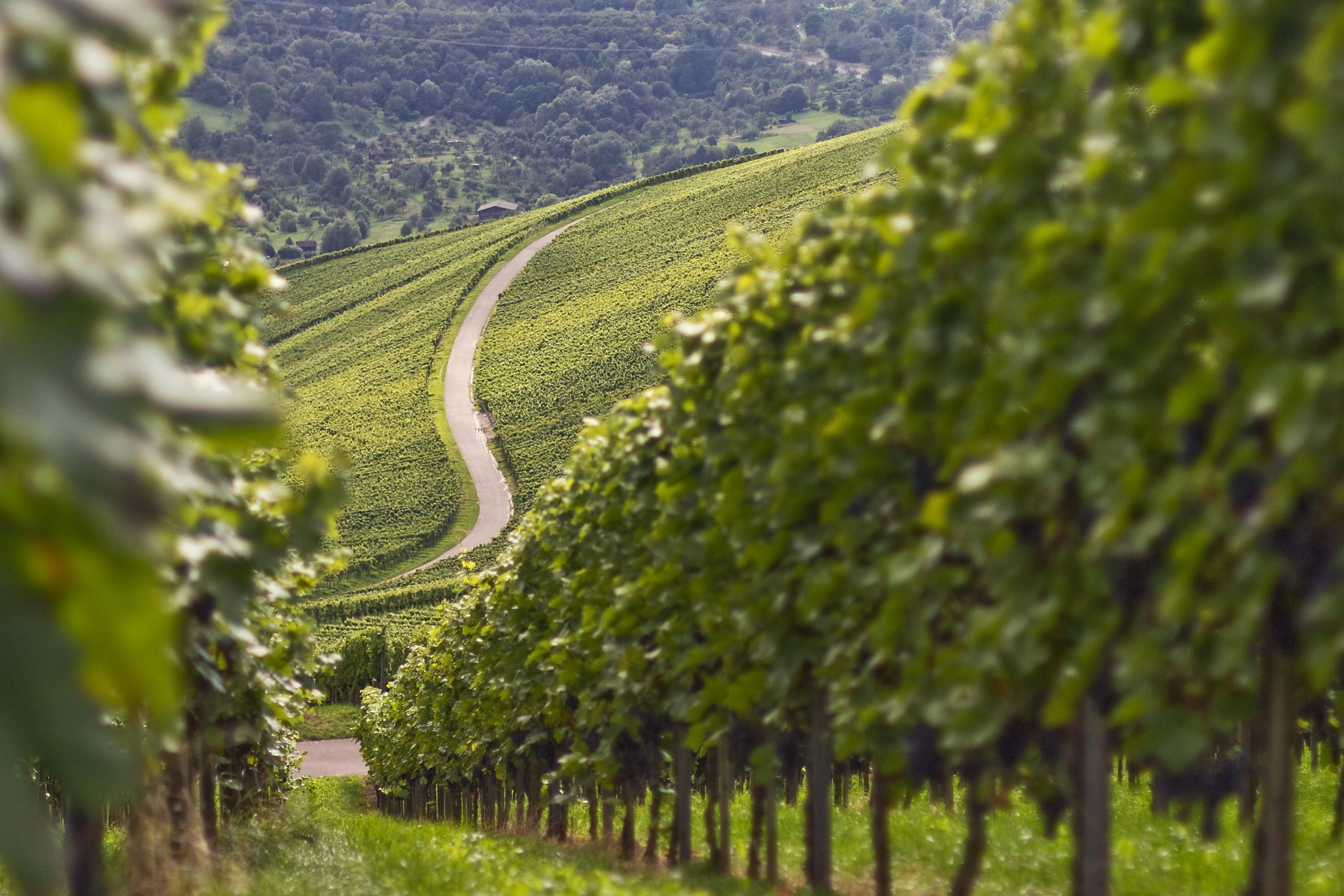 Weinstädter Weinberge